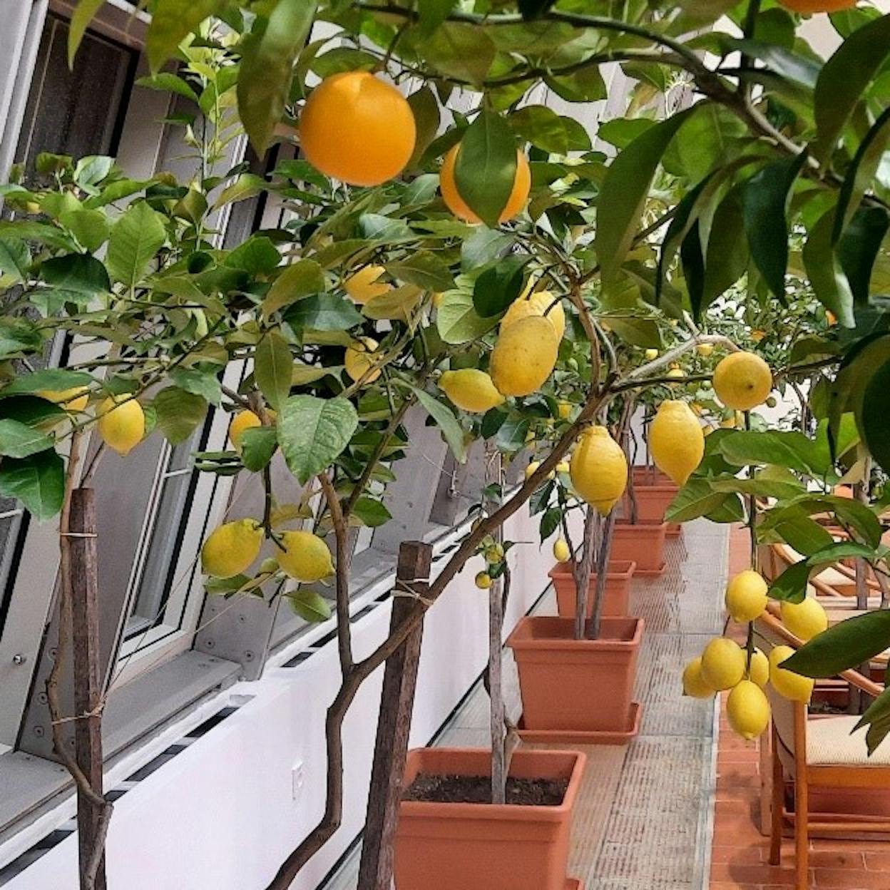 Dornava_Dornava Manor_Orangery